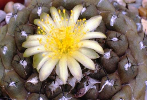 copiapoa_barquitensis